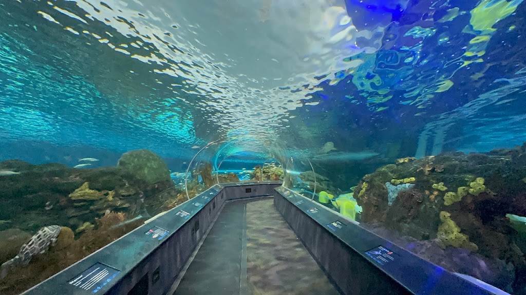 Ripley's Aquarium